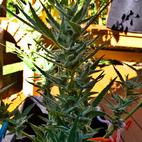 Bruce Banner 7/22 growlog photo: 430p
