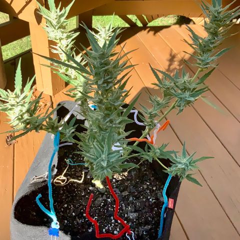 Bruce Banner 7/22 growlog photo: 430p