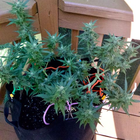 Gorilla Glue 1 7/23 growlog photo: 430p