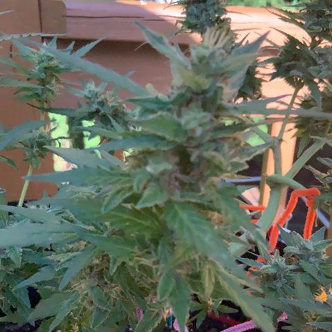 Gorilla Glue 1 7/23 growlog photo: 430p