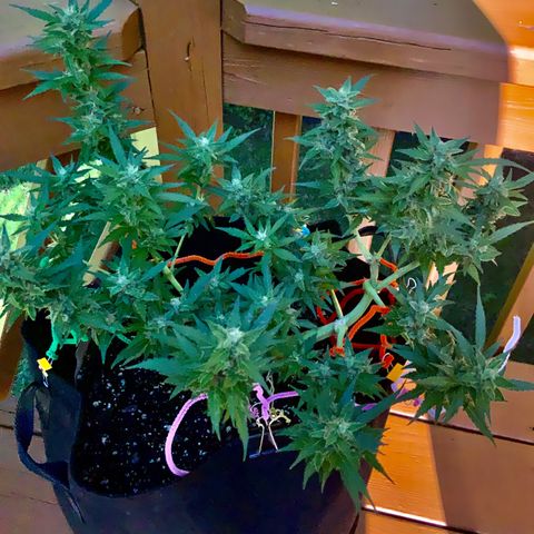 Gorilla Glue 1 7/23 growlog photo: 430p