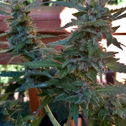 Gorilla Glue 1 7/23 growlog photo: 430p