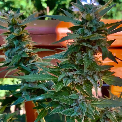 Gorilla Glue 1 7/23 growlog photo: 430p