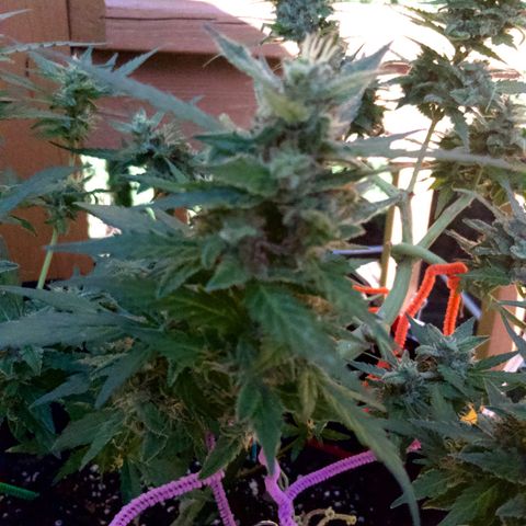 Gorilla Glue 1 7/23 growlog photo: 430p