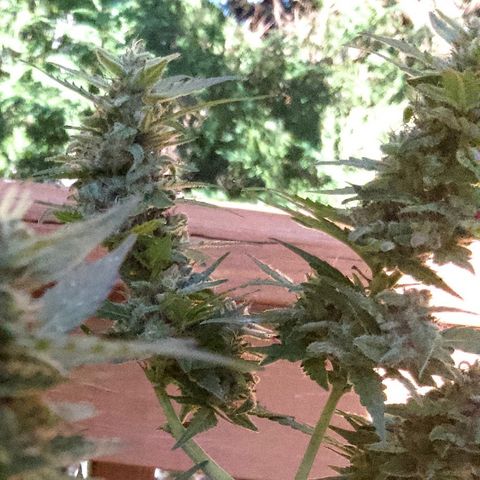 Gorilla Glue 1 7/23 growlog photo: 430p