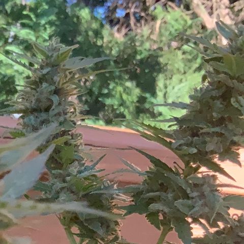 Gorilla Glue 1 7/23 growlog photo: 430p