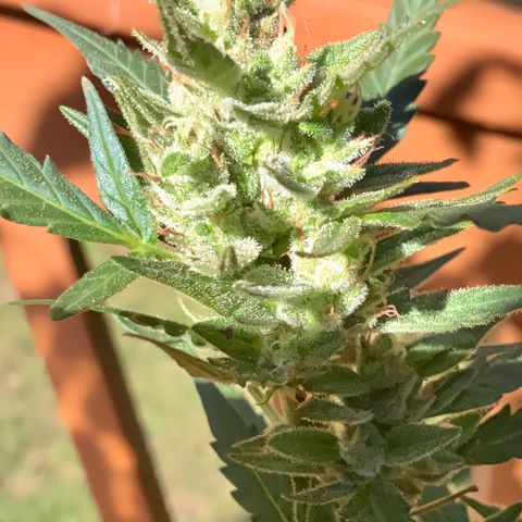 White Widow 7/25 growlog photo: 430p