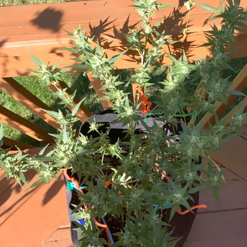 White Widow 7/25 growlog photo: 430p