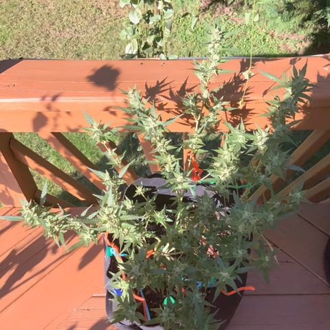 White Widow 7/25 growlog photo: 430p
