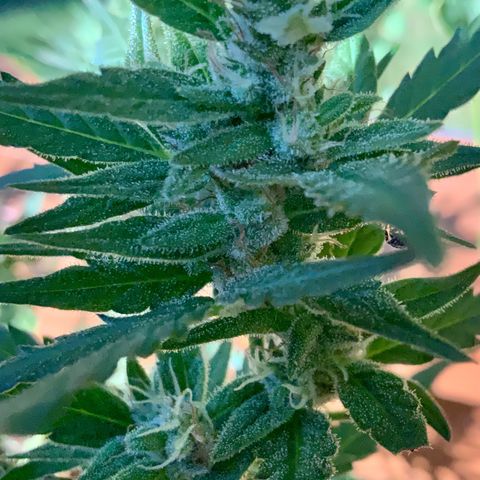 White Widow 7/25 growlog photo: 430p