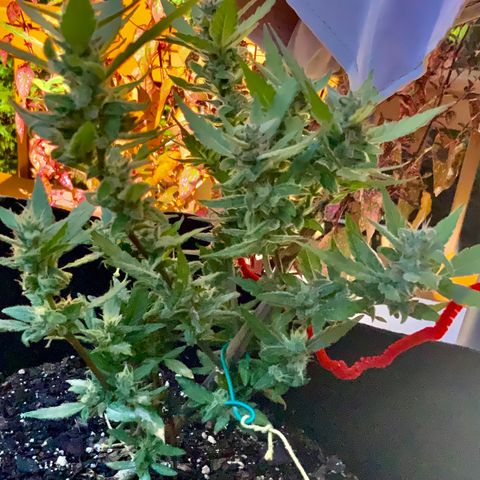 Gorilla Glue 2 7/25 growlog photo: 430p