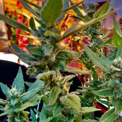 Gorilla Glue 2 7/25 growlog photo: 430p