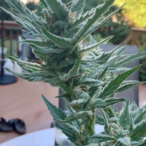 Bruce Banner 7/22 growlog photo: 9a