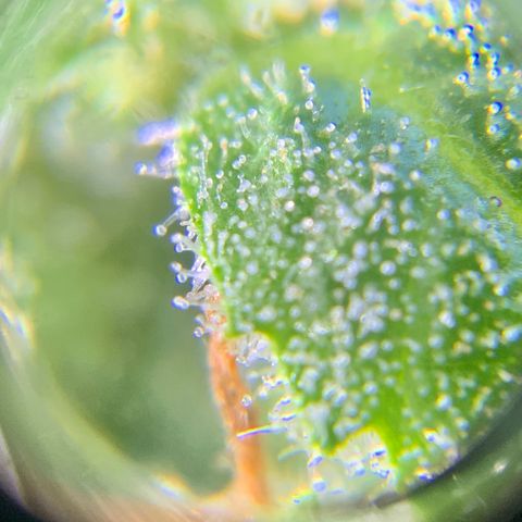Bruce Banner 7/22 growlog photo: 9a