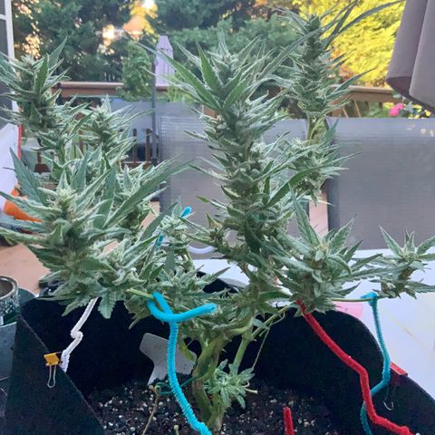 Bruce Banner 7/22 growlog photo: 9a