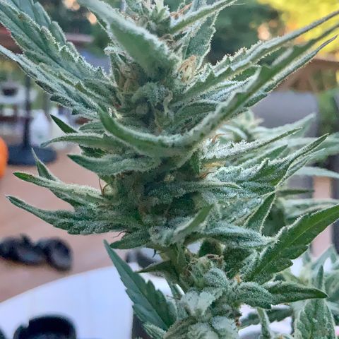 Bruce Banner 7/22 growlog photo: 9a