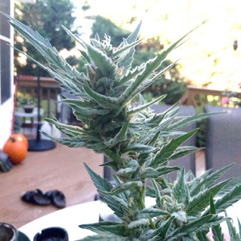 Bruce Banner 7/22 growlog photo: 9a