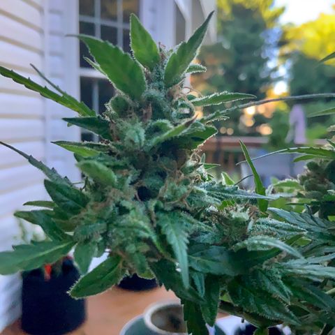 Gorilla Glue 1 7/23 growlog photo: 9a