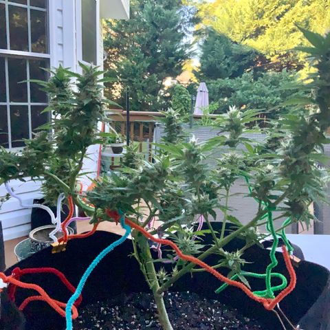 Gorilla Glue 1 7/23 growlog photo: 9a