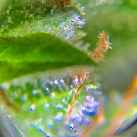 Gorilla Glue 1 7/23 growlog photo: 9a