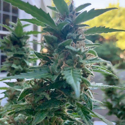 Gorilla Glue 1 7/23 growlog photo: 9a