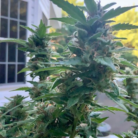 Gorilla Glue 1 7/23 growlog photo: 9a