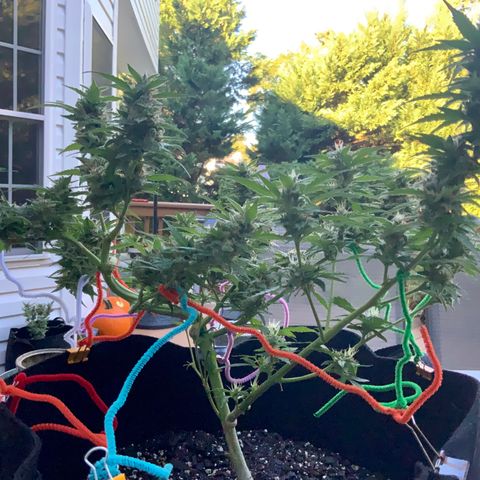 Gorilla Glue 1 7/23 growlog photo: 9a