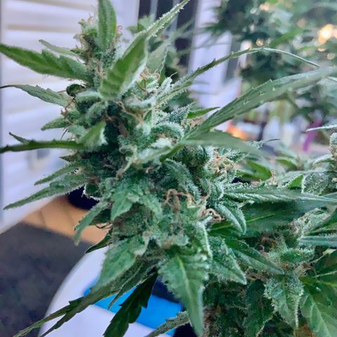 Gorilla Glue 1 7/23 growlog photo: 9a