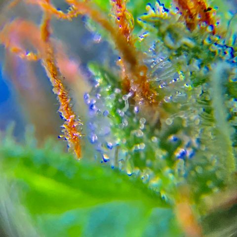 Gorilla Glue 1 7/23 growlog photo: 9a