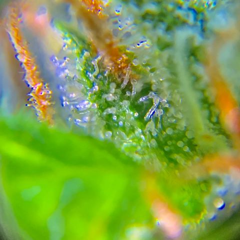 Gorilla Glue 1 7/23 growlog photo: 9a