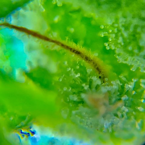 White Widow 7/25 growlog photo: 9a