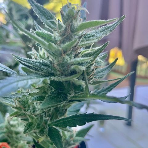 White Widow 7/25 growlog photo: 9a