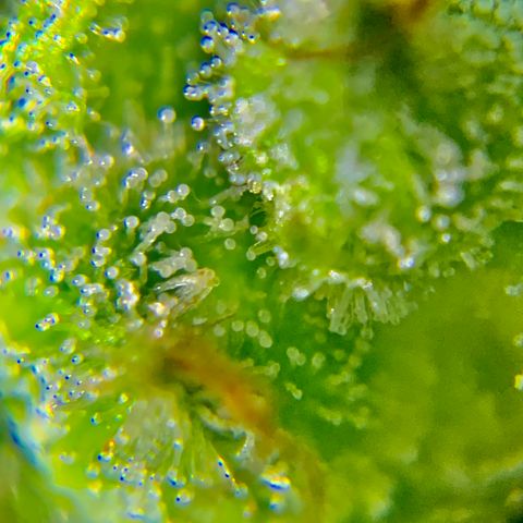 White Widow 7/25 growlog photo: 9a