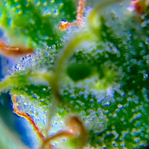 White Widow 7/25 growlog photo: 9a