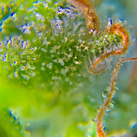 White Widow 7/25 growlog photo: 9a