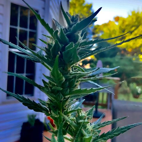 White Widow 7/25 growlog photo: 9a