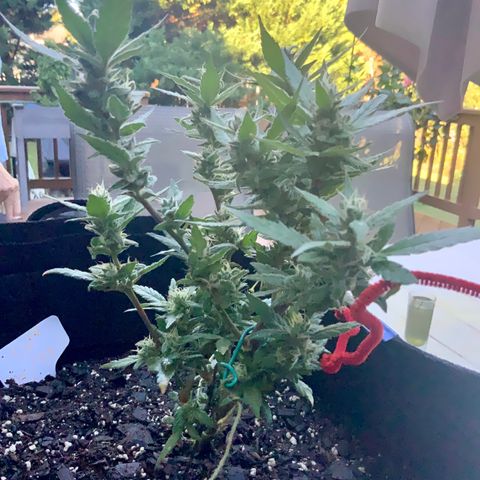 Gorilla Glue 2 7/25 growlog photo: 9a