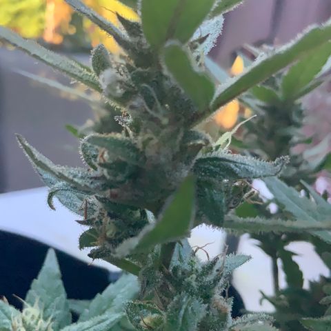 Gorilla Glue 2 7/25 growlog photo: 9a