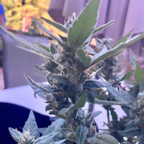 Gorilla Glue 2 7/25 growlog photo: 9a