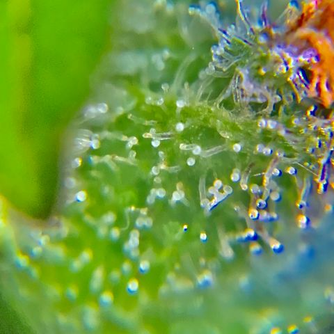 Gorilla Glue 2 7/25 growlog photo: 9a
