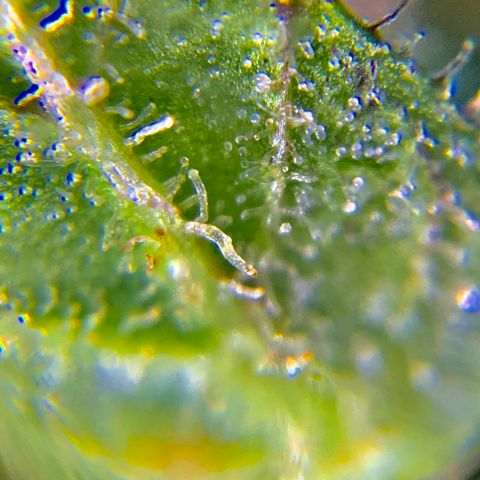 Gorilla Glue 2 7/25 growlog photo: 9a