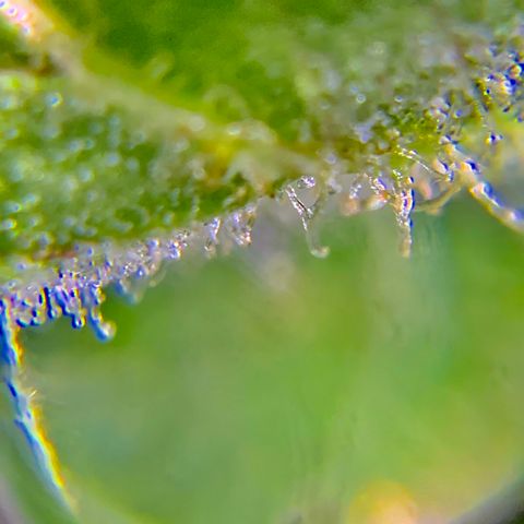 Gorilla Glue 2 7/25 growlog photo: 9a