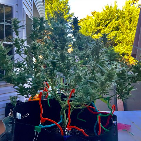 White Widow 7/25 growlog photo: 9a