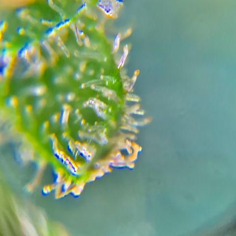 Gorilla Glue 2 7/25 growlog photo: 9a