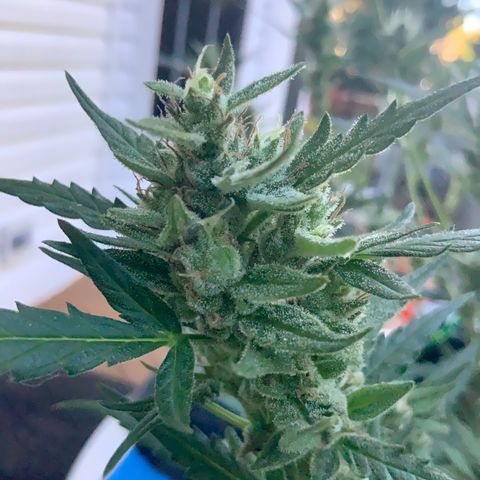 White Widow 7/25 growlog photo: 9a