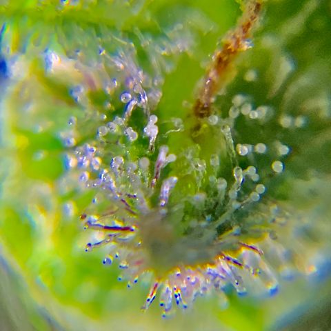 Gorilla Glue 2 7/25 growlog photo: 9a