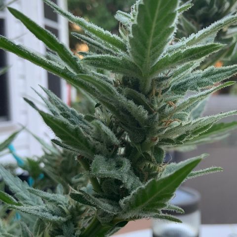 Bruce Banner 7/22 growlog photo: 8a
