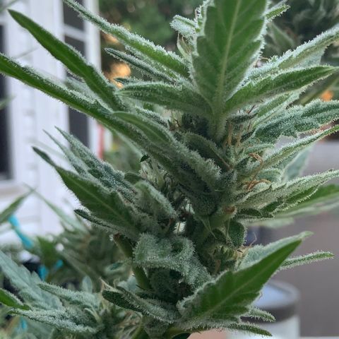 Bruce Banner 7/22 growlog photo: 8a