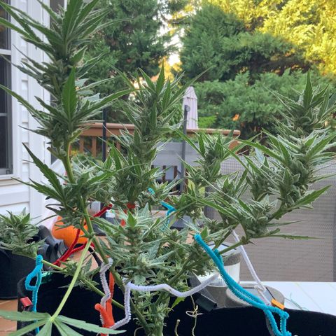 Bruce Banner 7/22 growlog photo: 8a