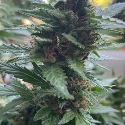 Gorilla Glue 1 7/23 growlog photo: 8a